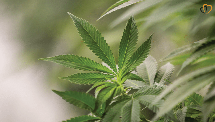 marijuana-legalization-2